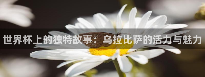 世界杯球队：世界杯上的独特故事：乌拉比萨的活力与魅力
